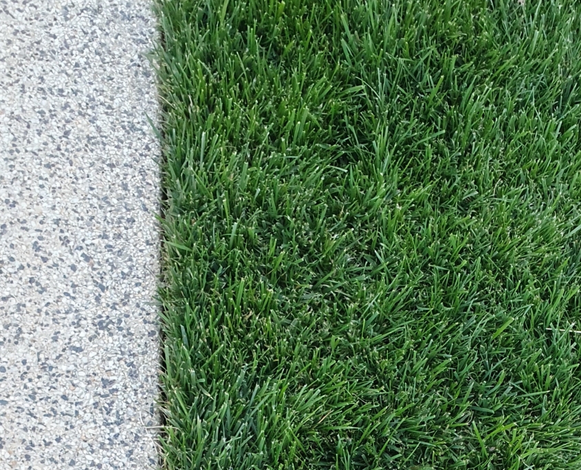 Close up picture of RTF Tall Fescue