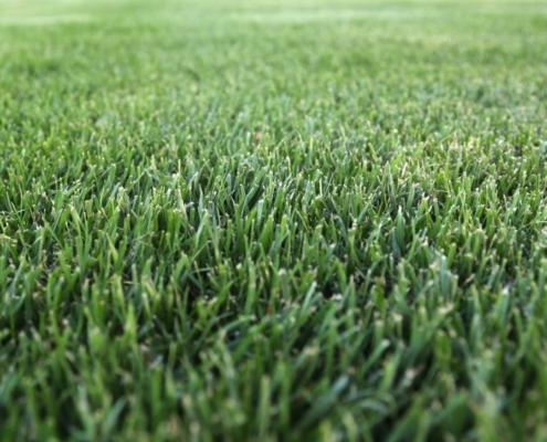 Picture of RTF Tall Fescue Grass