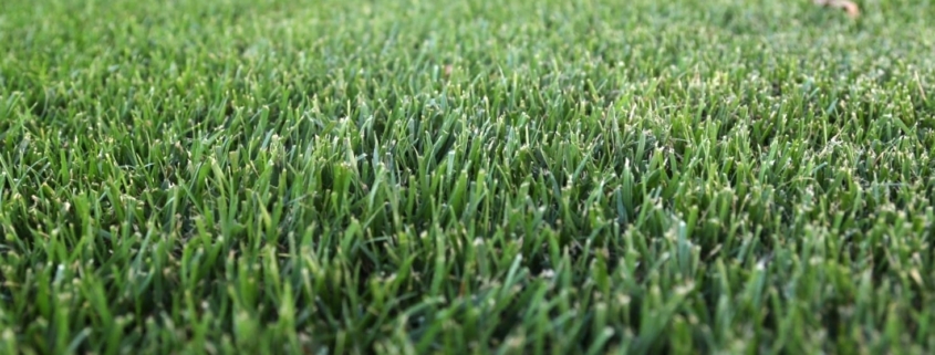 Picture of RTF Tall Fescue Grass