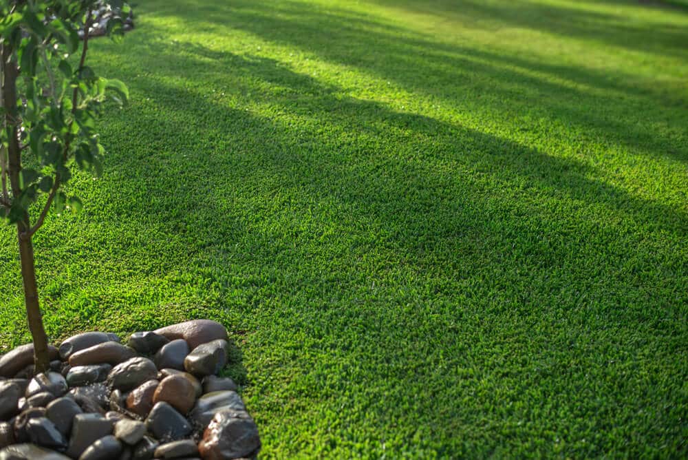Stampede Buffalo Grass