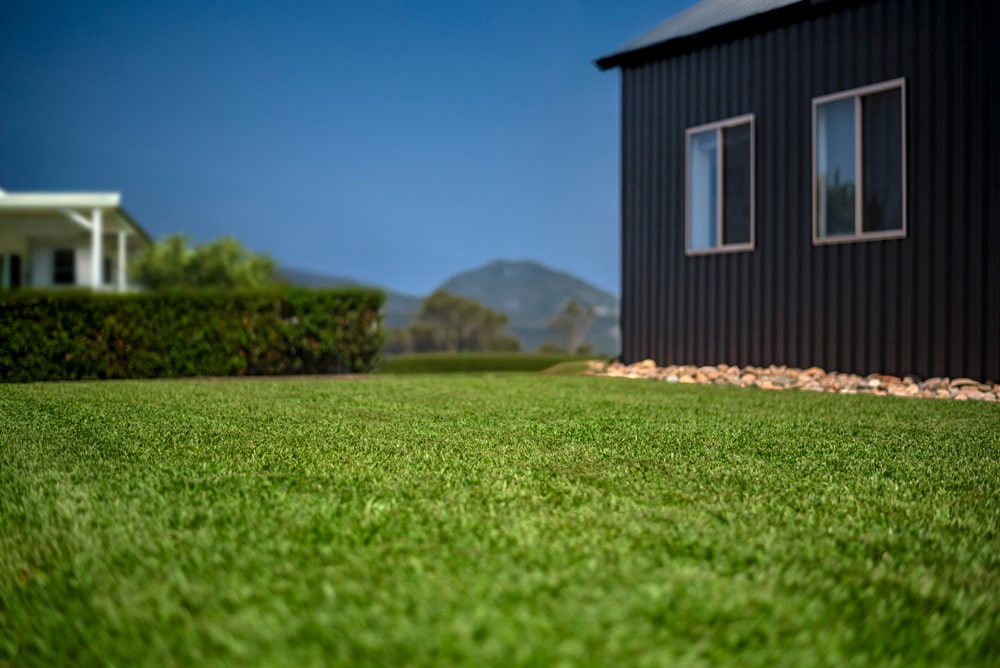 Stampede Buffalo Grass - Image 2